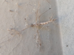 Tipulomorpha