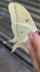 Actias luna