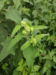 Montanoa