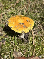 Amanita flavoconia