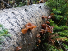 Auricularia auricula-judae