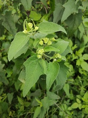 Montanoa