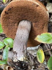 Boletaceae