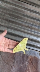 Actias luna