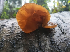 Auricularia auricula-judae