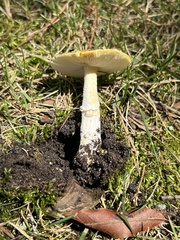 Amanita flavoconia