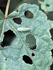 Graphocephala versuta