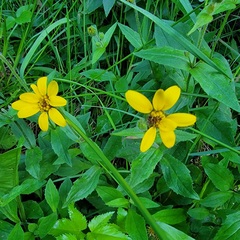 Arnica