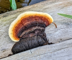 Gloeophyllales