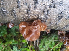 Auricularia auricula-judae