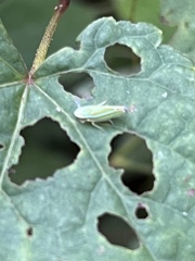 Graphocephala versuta
