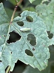 Graphocephala versuta