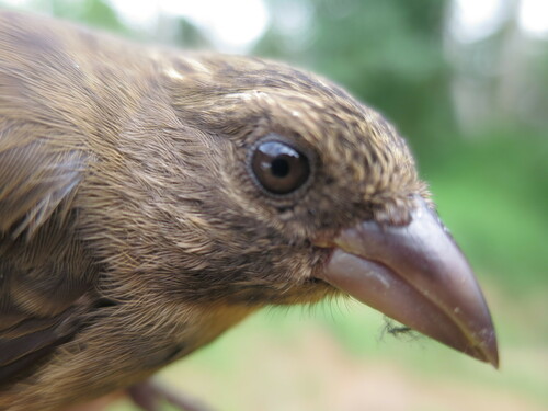 Principe Seedeater (Crithagra rufobrunnea), photo 4