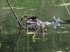 Lophodytes cucullatus