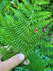 Athyrium