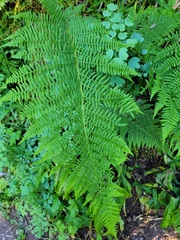 Athyrium