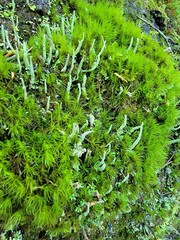 Cladonia fimbriata