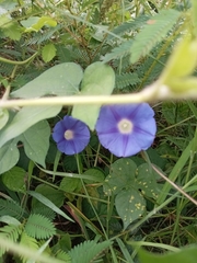 Ipomoea hederacea