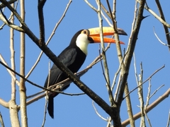 Ramphastos toco