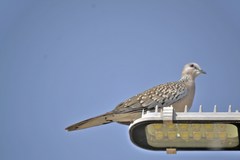 Streptopelia chinensis