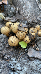 Pholiota squarrosa