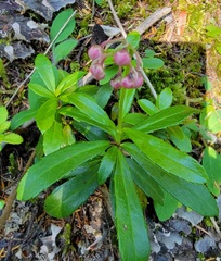 Chimaphila umbellata
