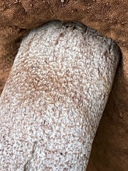 Boletaceae