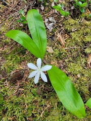 Clintonia uniflora