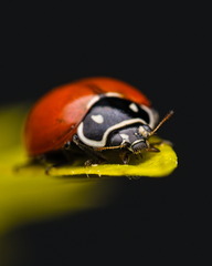 Cycloneda emarginata