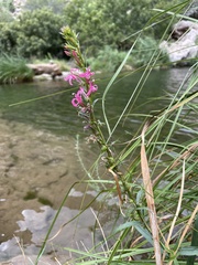 Lythrum californicum