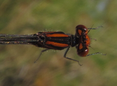 Pseudagrion rufostigma