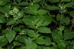 Galinsoga quadriradiata