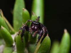 Paraphidippus aurantius