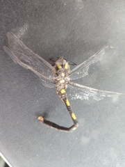 Cordulegaster dorsalis