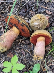 Neoboletus