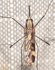 Anopheles punctipennis
