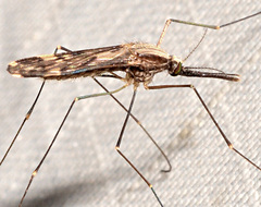 Anopheles punctipennis