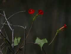 Ipomoea cristulata