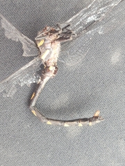 Cordulegaster dorsalis