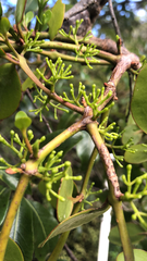 Ileostylus micranthus