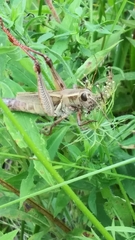 Melanoplus bivittatus