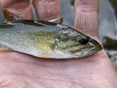 Micropterus dolomieu