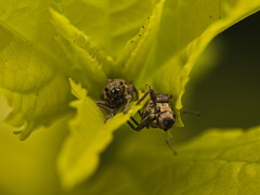 Pantomorus cervinus
