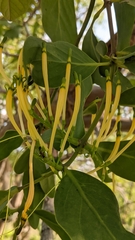 Dendrophthoe falcata