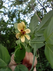 Senna fruticosa
