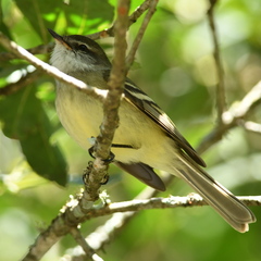 Mecocerculus leucophrys