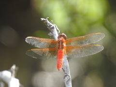 Libellula croceipennis