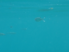 Trachinotus ovatus