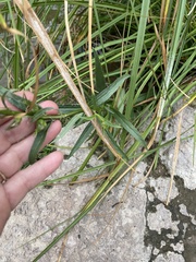 Lythrum californicum