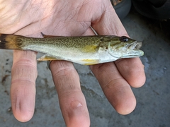Micropterus dolomieu